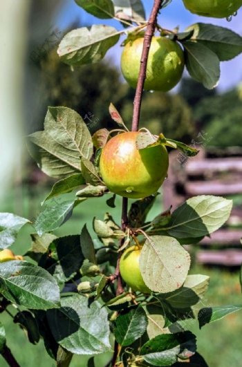 苹果果园