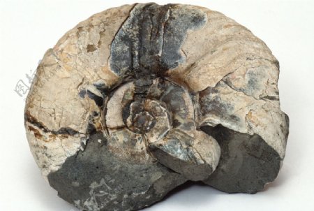 化石