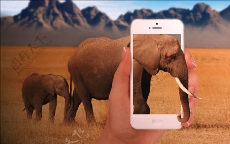 大象手机拍摄PS合成图