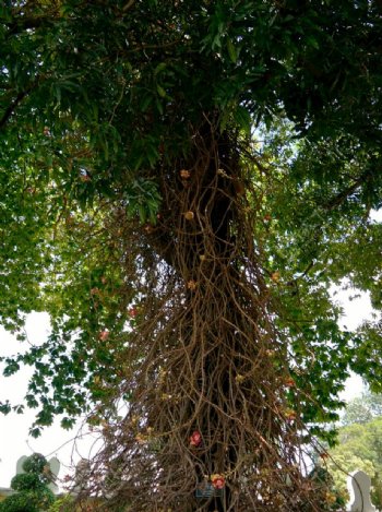 柬埔寨皇宫大树