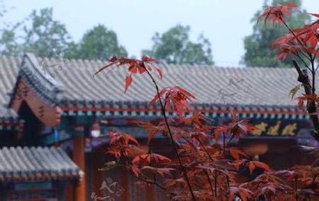 香山红枫美景