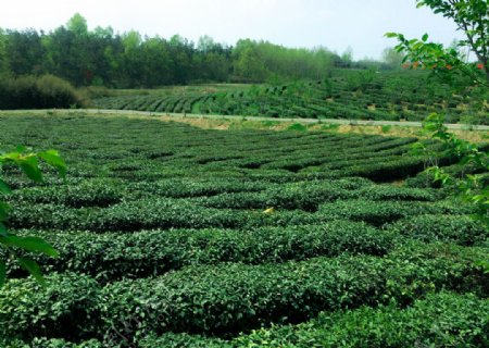 六安瓜片徽六茶新茶春茶