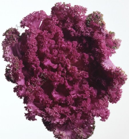 紫生菜