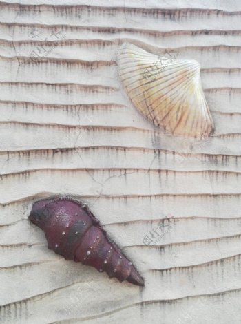 海螺扇贝石刻