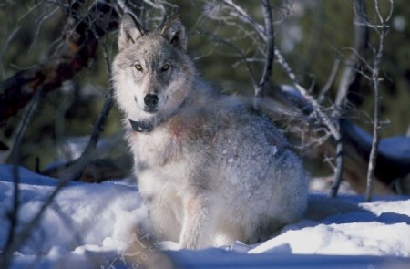 盘卧在雪地上的野狼