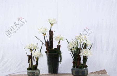 白色花盆栽