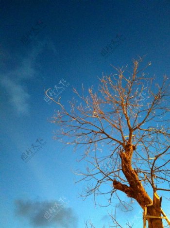 树夜空树干树枝天空