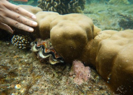 美丽的珊瑚礁与贝壳