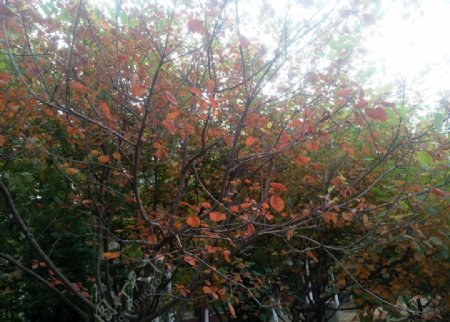 初秋红色树冠