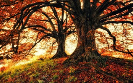 秋天树木风景摄影