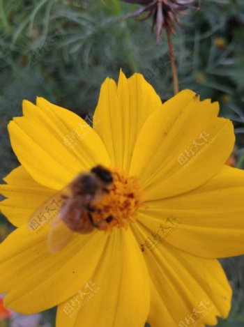 蜜蜂在菊花的花蕊上工作