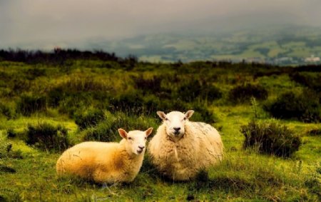 觅食的羊群