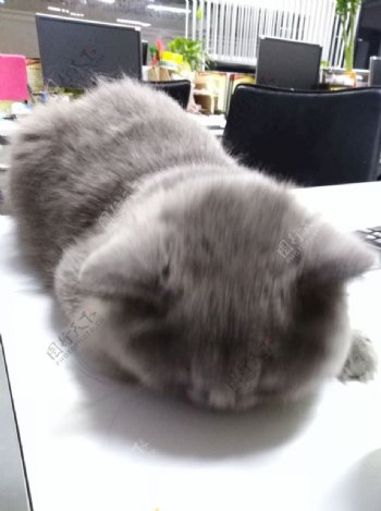 猫猫咪宠物办公室猫灰猫