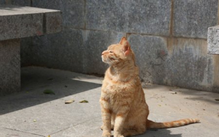 晒太阳的橘猫