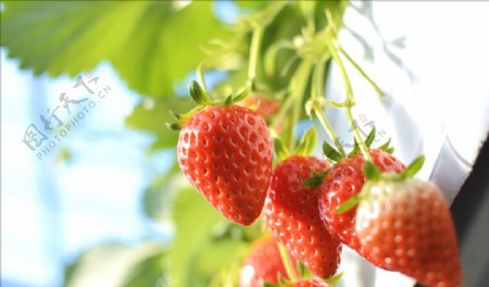 植物水果草莓