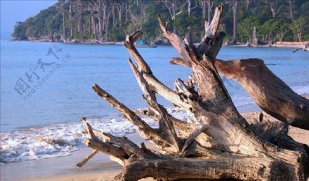 海滩枯木