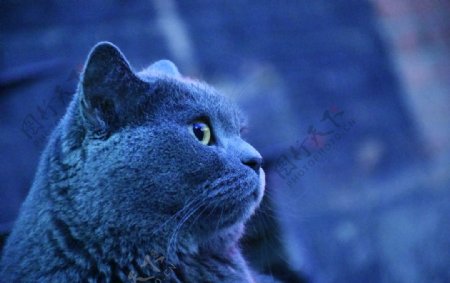 猫蓝猫大胖动物机敏