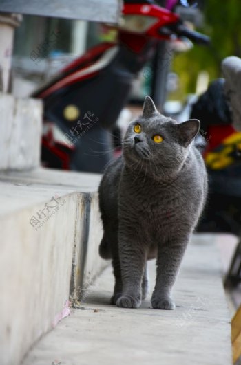 猫蓝猫胖猫烟头大胖