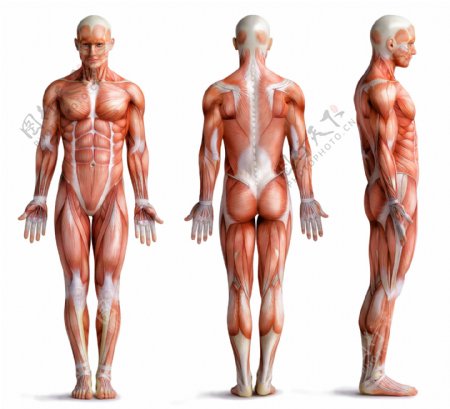 人体肌肉解剖图高清
