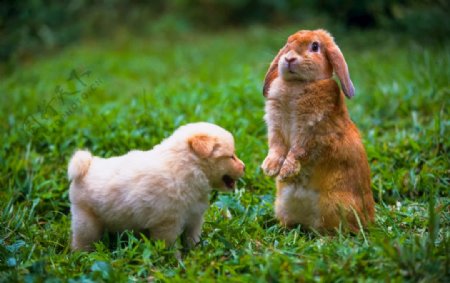 兔子与狗