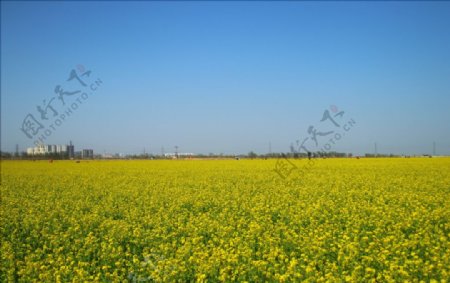 油菜花田