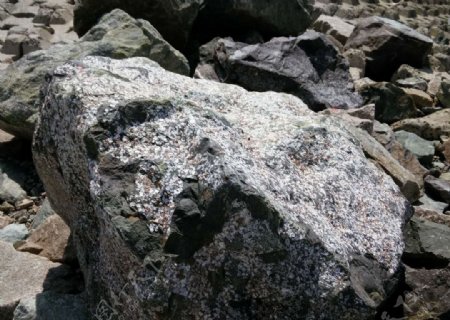 海边白色贝类遗憾包裹的石头