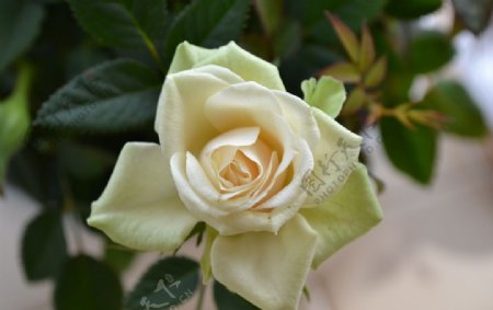 盛开的白玫瑰花