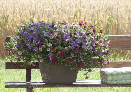 长凳花盆花卉