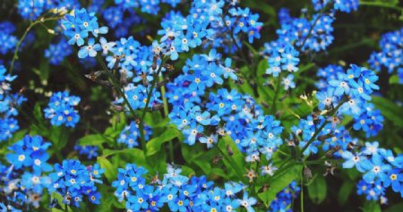 蓝色星星点点的花朵