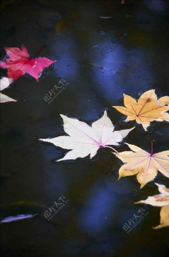 水上彩色树叶