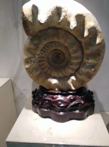 巨型田螺化石