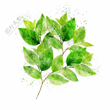 手绘水彩绿叶可商用元素