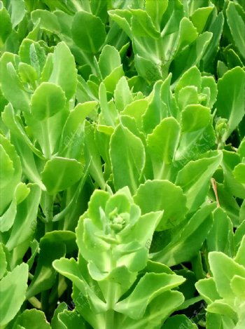 绿色植物摄影