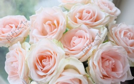 浪漫粉色玫瑰鲜花