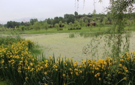 湿地公园黄菖蒲