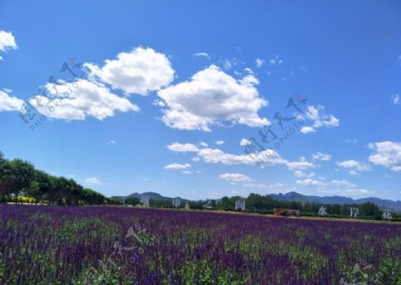 紫色鼠尾草