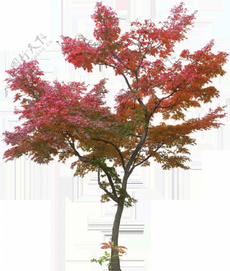 红色树木枫叶效果素材