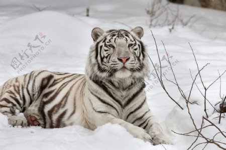 白化老虎