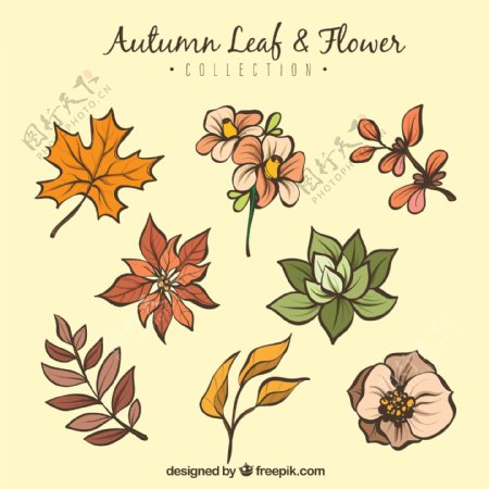 8款彩绘秋季花卉和叶子矢量图