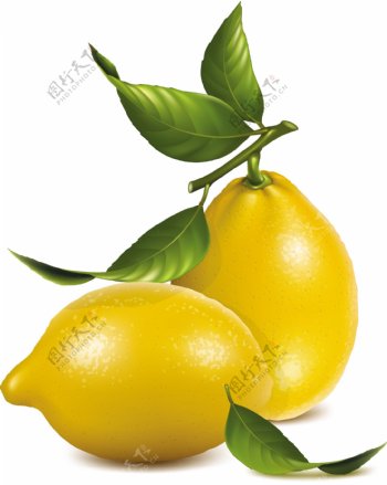 柠檬插图矢量素材