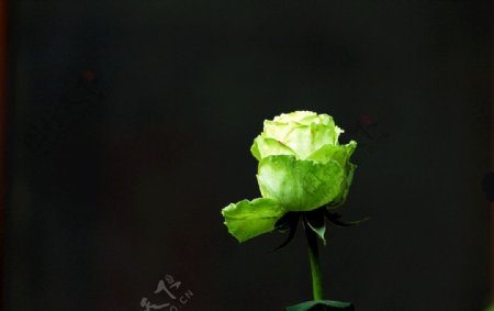 绿玫瑰花