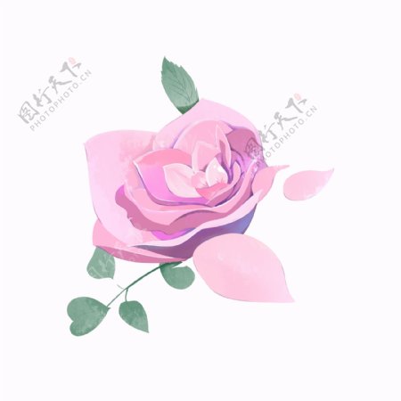 手绘水彩粉红色玫瑰花浪漫节日植物元素