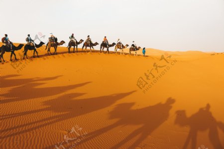 骆驼编队