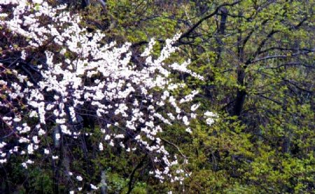 洗春雨中花秦岭翔裕