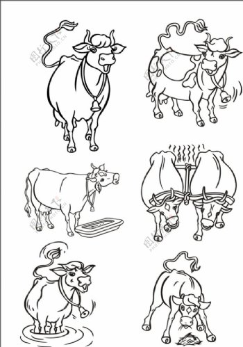 手绘线描小牛