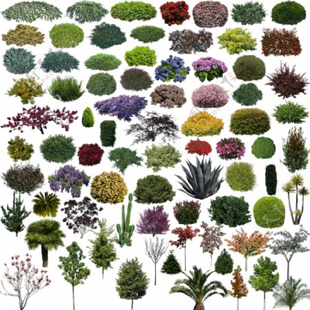 效果图素材植物很多的植物灌木