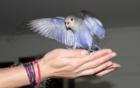 紫罗兰牡丹鹦鹉展翅