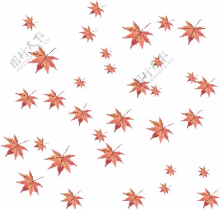 手绘植物漂浮树叶红色枫叶