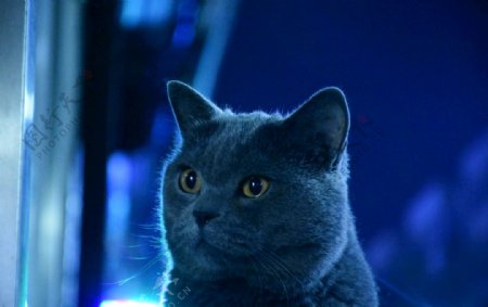 蓝猫大胖猫烟头宠物