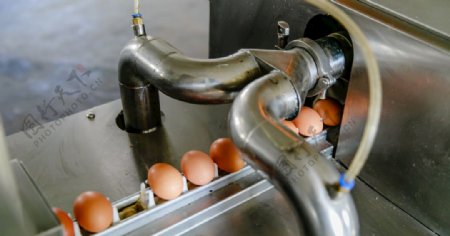 鸡蛋筛选处理机器设备